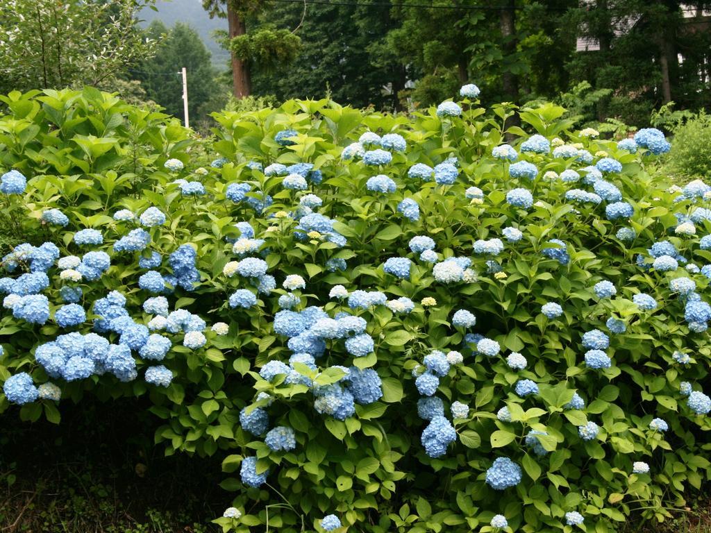 Hotel Abest Happo Aldea Hakuba Exterior photo